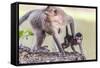 Young Long-Tailed Macaque (Macaca Fascicularis) under its Mother in Angkor Thom-Michael Nolan-Framed Stretched Canvas