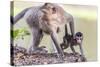 Young Long-Tailed Macaque (Macaca Fascicularis) under its Mother in Angkor Thom-Michael Nolan-Stretched Canvas