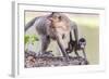 Young Long-Tailed Macaque (Macaca Fascicularis) under its Mother in Angkor Thom-Michael Nolan-Framed Photographic Print