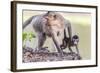 Young Long-Tailed Macaque (Macaca Fascicularis) under its Mother in Angkor Thom-Michael Nolan-Framed Photographic Print