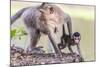 Young Long-Tailed Macaque (Macaca Fascicularis) under its Mother in Angkor Thom-Michael Nolan-Mounted Photographic Print