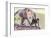 Young Long-Tailed Macaque (Macaca Fascicularis) under its Mother in Angkor Thom-Michael Nolan-Framed Photographic Print