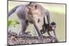 Young Long-Tailed Macaque (Macaca Fascicularis) under its Mother in Angkor Thom-Michael Nolan-Mounted Photographic Print