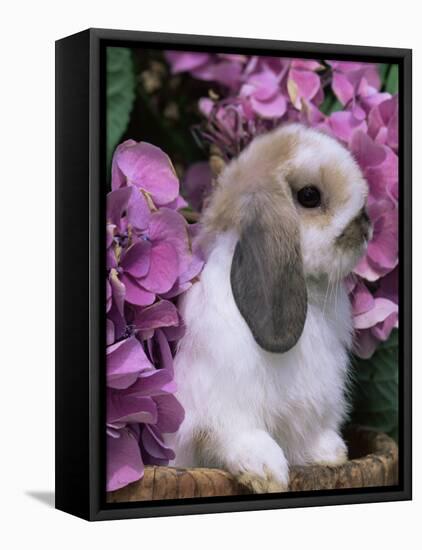 Young Lop Eared Domestic Rabbit, USA-Lynn M. Stone-Framed Stretched Canvas