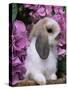 Young Lop Eared Domestic Rabbit, USA-Lynn M. Stone-Stretched Canvas