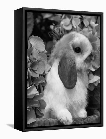 Young Lop Eared Domestic Rabbit, USA-Lynn M. Stone-Framed Stretched Canvas