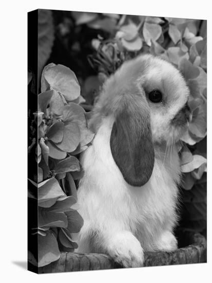 Young Lop Eared Domestic Rabbit, USA-Lynn M. Stone-Stretched Canvas