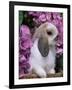 Young Lop Eared Domestic Rabbit, USA-Lynn M. Stone-Framed Photographic Print