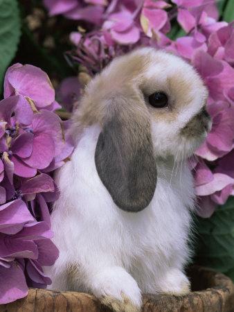 https://imgc.allpostersimages.com/img/posters/young-lop-eared-domestic-rabbit-usa_u-L-Q10O1YN0.jpg?artPerspective=n