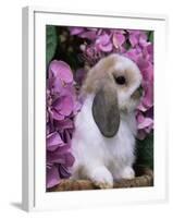 Young Lop Eared Domestic Rabbit, USA-Lynn M. Stone-Framed Photographic Print