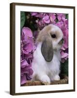 Young Lop Eared Domestic Rabbit, USA-Lynn M. Stone-Framed Photographic Print