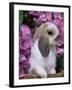 Young Lop Eared Domestic Rabbit, USA-Lynn M. Stone-Framed Photographic Print