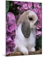 Young Lop Eared Domestic Rabbit, USA-Lynn M. Stone-Mounted Photographic Print
