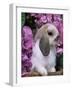 Young Lop Eared Domestic Rabbit, USA-Lynn M. Stone-Framed Photographic Print