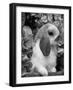 Young Lop Eared Domestic Rabbit, USA-Lynn M. Stone-Framed Photographic Print