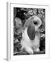 Young Lop Eared Domestic Rabbit, USA-Lynn M. Stone-Framed Photographic Print