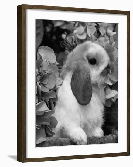 Young Lop Eared Domestic Rabbit, USA-Lynn M. Stone-Framed Photographic Print