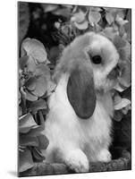 Young Lop Eared Domestic Rabbit, USA-Lynn M. Stone-Mounted Photographic Print