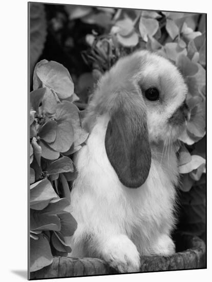 Young Lop Eared Domestic Rabbit, USA-Lynn M. Stone-Mounted Photographic Print
