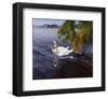 Young Love-Steve Hunziker-Framed Art Print