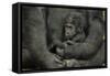 Young Lowland Gorilla-null-Framed Stretched Canvas