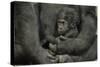 Young Lowland Gorilla-null-Stretched Canvas