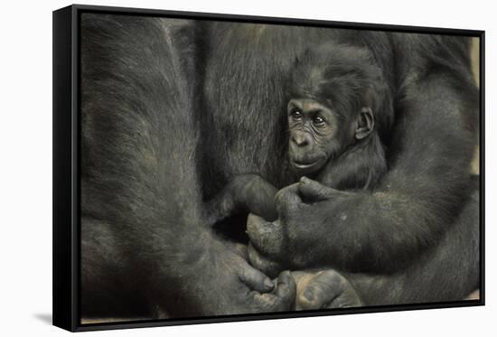 Young Lowland Gorilla-null-Framed Stretched Canvas