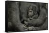 Young Lowland Gorilla-null-Framed Stretched Canvas