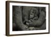 Young Lowland Gorilla-null-Framed Photographic Print