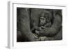 Young Lowland Gorilla-null-Framed Photographic Print