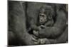 Young Lowland Gorilla-null-Mounted Photographic Print