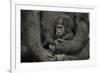 Young Lowland Gorilla-null-Framed Photographic Print