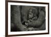 Young Lowland Gorilla-null-Framed Photographic Print