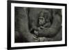 Young Lowland Gorilla-null-Framed Photographic Print