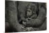 Young Lowland Gorilla-null-Mounted Photographic Print