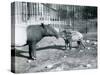 Young Malayan Tapir with its Mother at London Zoo, 5th October 1921-Frederick William Bond-Stretched Canvas