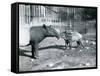 Young Malayan Tapir with its Mother at London Zoo, 5th October 1921-Frederick William Bond-Framed Stretched Canvas