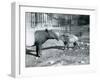 Young Malayan Tapir with its Mother at London Zoo, 5th October 1921-Frederick William Bond-Framed Premium Photographic Print