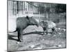 Young Malayan Tapir with its Mother at London Zoo, 5th October 1921-Frederick William Bond-Mounted Premium Photographic Print