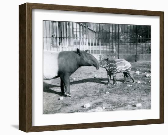 Young Malayan Tapir with its Mother at London Zoo, 5th October 1921-Frederick William Bond-Framed Photographic Print