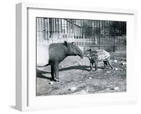 Young Malayan Tapir with its Mother at London Zoo, 5th October 1921-Frederick William Bond-Framed Photographic Print