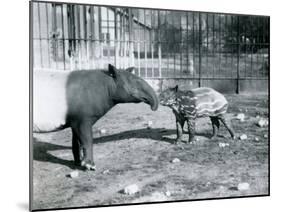 Young Malayan Tapir with its Mother at London Zoo, 5th October 1921-Frederick William Bond-Mounted Photographic Print