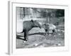 Young Malayan Tapir with its Mother at London Zoo, 5th October 1921-Frederick William Bond-Framed Photographic Print