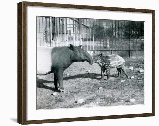 Young Malayan Tapir with its Mother at London Zoo, 5th October 1921-Frederick William Bond-Framed Photographic Print