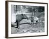 Young Malayan Tapir with its Mother at London Zoo, 5th October 1921-Frederick William Bond-Framed Photographic Print