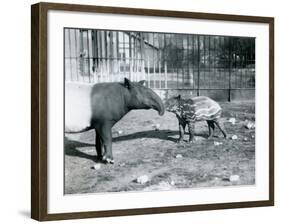 Young Malayan Tapir with its Mother at London Zoo, 5th October 1921-Frederick William Bond-Framed Photographic Print