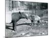 Young Malayan Tapir with its Mother at London Zoo, 5th October 1921-Frederick William Bond-Mounted Photographic Print