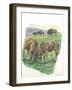 Young Male American Bison Bison Bison Fighting-null-Framed Giclee Print