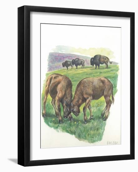 Young Male American Bison Bison Bison Fighting-null-Framed Giclee Print