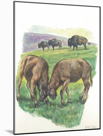 Young Male American Bison Bison Bison Fighting-null-Mounted Giclee Print